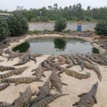 crocodile farm