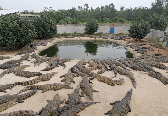 crocodile farm
